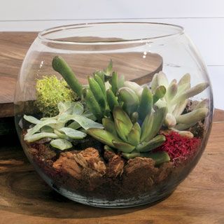 Succulent Terrarium Bowl Mini Jardin Zen, Succulent Terrariums, Cube Decor, Succulent Flowers, Terrarium Wedding, Succulent Bowls, Terrarium Bowls, Terrarium Ideas, Buy Plants Online