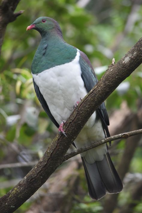 Nz Wood Pigeon, Kereru Bird, Pigeon Breeds, Wood Pigeon, Clay Birds, New Zealand Art, River Trail, Animal Photos, Pretty Birds