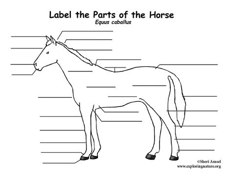 Parts Of A Horse Printable, Horse Worksheets Free Printable, Horse Body Parts, Horse Diagram, Parts Of A Horse, Anatomy Worksheets, Parts Of An English Saddle, Medicine Aesthetic, Horse Record Keeping Forms