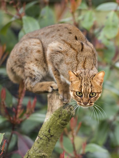 Rusty Spotted Cat, Cat Habitat, Wild Cat Species, Small Wild Cats, Spotted Cat, Cat Species, Cat Family, Cheetahs, Unique Cats