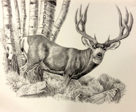 12" X 16"  print of a pencil drawing of a big Mule deer Buck. Shipping is included in the price, in the USA Buck Deer Tattoo, Whitetail Deer Drawing, Mule Deer Drawing, Buck Drawing, Mule Deer Buck Drawing, Deer Sketch Simple, Doe And Buck Drawing, White Tail Buck Drawing, Deer Hunting Tattoos