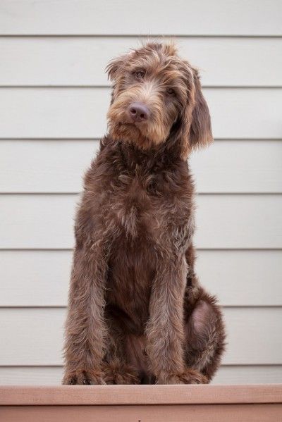 Last week, a gorgeous black standard poodle named Flame came close to taking the “Best in Show” title at the annual Westminster Dog Show, but lost out at the last minute to the stunning beagle...  Read More » F1 Labradoodle, Chocolate Labradoodle, Black Standard Poodle, Black Labradoodle, Westminster Dog Show, Dog Crossbreeds, Labradoodle Dogs, Australian Labradoodle, Labradoodle Puppy