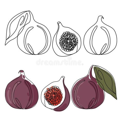 Fig Line Drawing, Fig Illustration, Fine Tattoos, Drawing Of A Flower, Fig Drawing, Flower In A Pot, Drawing Fruit, Fruit Coloring, Fig Fruit