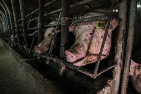 Campaigners are calling for companies to take urgent action over potentially preventable barn ... Biodiversity Loss, Cattle Grazing, Antibiotic Resistance, Nature And Environment, Rainforest Habitat, Species Extinction, Animals Planet, Dairy Farming, Meat Packing