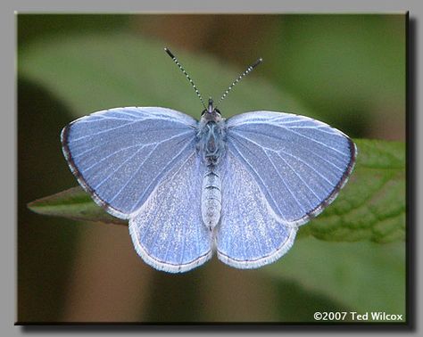 Summer Azure Butterfly, Azure Butterfly, Gossamer Wings, Original Character, Butterfly Tattoo, Beautiful Things, Beauty And The Beast, Moth, Bead Work