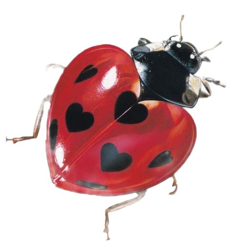 A Ladybug, Lady Bug, Red, Black