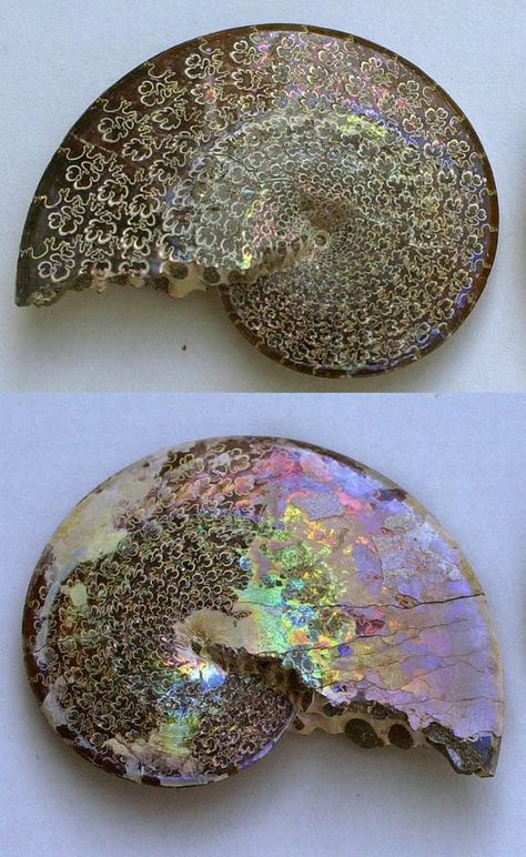 Ammonite with iridescent nacreous layers Rocks And Fossils, Geology Rocks, Pretty Rocks, Cool Rocks, Rocks And Gems, Minerals And Gemstones, Flower Of Life, Gems And Minerals, Stone Rocks