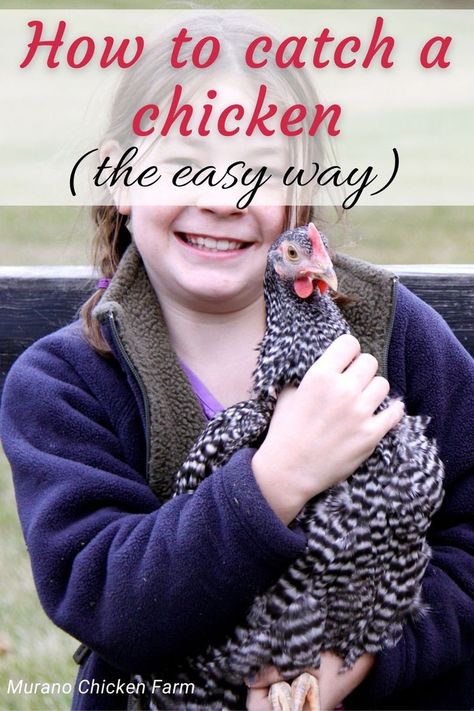 How To Pick Up A Chicken, How To Catch A Chicken, Chicken Run Activities, Transporting Chickens, Chicken Activities For Coop, Easy Chicken Run, Chicken Knowledge, Hen Or Rooster, Chicken Backyard