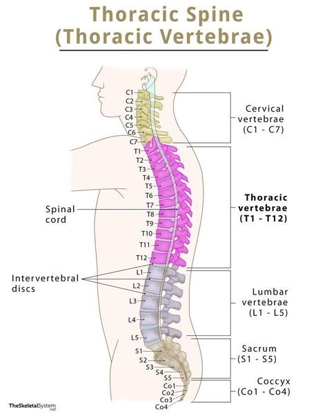 Thoracic Vertebrae (Thoracic Spine) – Anatomy & Labeled Diagram Anatomy Labeled, How Many Are There, Thoracic Cage, Spine Anatomy, Thoracic Vertebrae, Arm Bones, Intervertebral Disc, Spinal Column, Cervical Vertebrae