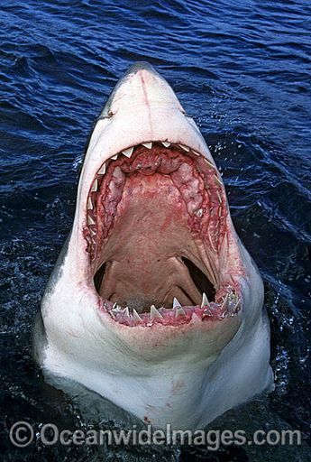 Great White Shark Jaws Photos, Images & Pictures Shark Photos, Shark Pictures, Wow Photo, Shark Jaws, Underwater Creatures, Underwater Life, Shark Week, White Sharks, Great White Shark