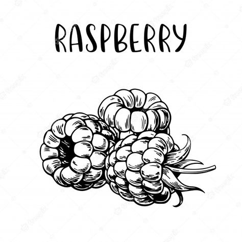 Sketch hand drawn raspberry | Premium Vector #Freepik #vector #food Raspberry Sketch, Raspberry Drawing, Bujo 2025, Summer Cupcakes, Tea Labels, Tea Logo, Candle Label Template, Color Pencil Sketch, Alchemic Symbols