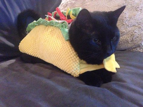 Taco | 16 Adorable Pets Who Dressed Up As Food For Halloween Taco Taco Cat, Cat Halloween Costume, Pet Halloween Costumes, Pet Day, Halloween Animals, Cat Costumes, Pet Costumes, Cat Clothes, Halloween Cat