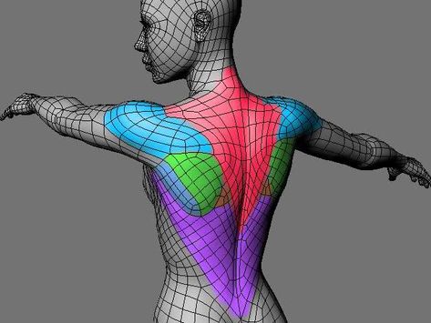 Painting Weights and Skinning: A Straighforward Approach - Kiel Figgins Body Topology, Woman Muscle, Face Topology, Human Model, 3d Karakter, Body Female, Character Rigging, Art Learning, 3d Sculpting