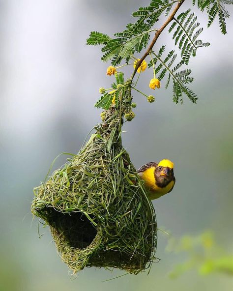 PEEK A BOO Baya Weaver and its in-progress nest, posing for me. One of the best Bird with perfect nest building ability. Photo/Caption by… Weaver Bird Nest, Regard Animal, Birds And The Bees, Bird Supplies, Bird Pictures, Follow Instagram, Bird Drawings, Pretty Birds, Instagram Photography