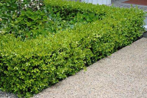 Buxus microphylla japonica - Japanese Boxwood | PlantMaster Buxus Microphylla, Japanese Boxwood, Boxwood Landscaping, Front Yard Plants, Plant Images, Formal Gardens, Diy Landscaping, Garden Planning, Hedges