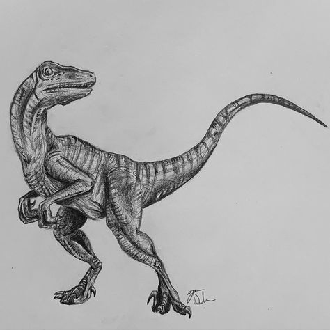 Raptor Dinosaur Drawing, Velociraptor Sketch, Raptor Drawing, Velociraptor Drawing, Jurassic Park Tattoo, Dinosaur Tattoo, Raptor Dinosaur, Dinosaur Tattoos, Dinosaur Drawing