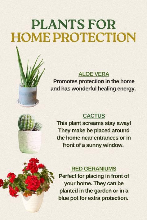 Get ahold of these plants for extra protection for your homes. #houseplanthome #growlight #plantcaretips #plantcorner #plantscaping Plants For Protection, Plants For Home Protection Witchcraft, Plants Used In Witchcraft, Winter Protection For Plants, Home Plants, Plants For Home, Plant Protection, Red Geraniums, Home Protection