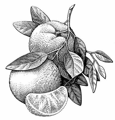 Scratchboard Illustration, Scratchboard Art, Engraving Illustration, Ink Illustrations, Drawing Tutorials, Pen Art, Painting Illustration, 2 On, Botanical Illustration