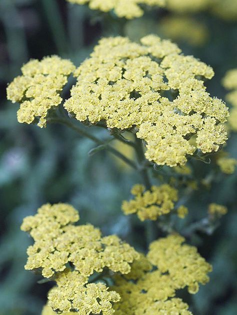 Get detailed growing information on this plant and hundreds more in BHG's Plant Encyclopedia. Anthea Yarrow 'Anblo' (Soft Primrose Yellow) Yellow Yarrow, Geranium Care, Diy Garden Fountains, Flower Scent, Sun Garden, Herbaceous Perennials, Hardy Perennials, Garden Fountains, Cream Flowers