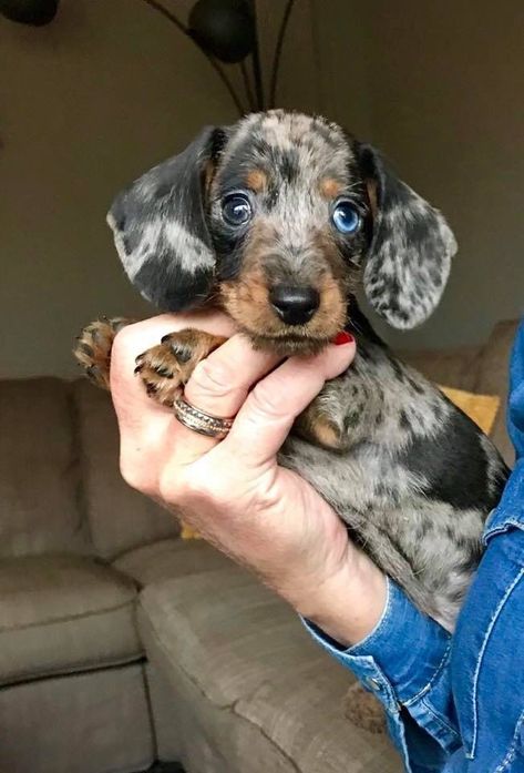 Dapple Dachshund Miniature, Dachshund Puppy Long Haired, Dapple Dachshund Puppy, Cute Fluffy Dogs, Baby Dachshund, Weiner Dogs, Dachshund Puppy Miniature, Cute Dogs Images, Really Cute Puppies