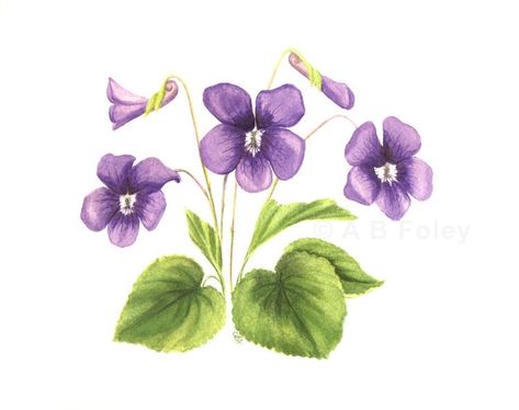 Common Violet, Violet Flower Tattoos, Violet Tattoo, Wildflower Paintings, Botanical Illustration Vintage, Watercolor Images, Botanical Painting, Violet Flower, Flower Images