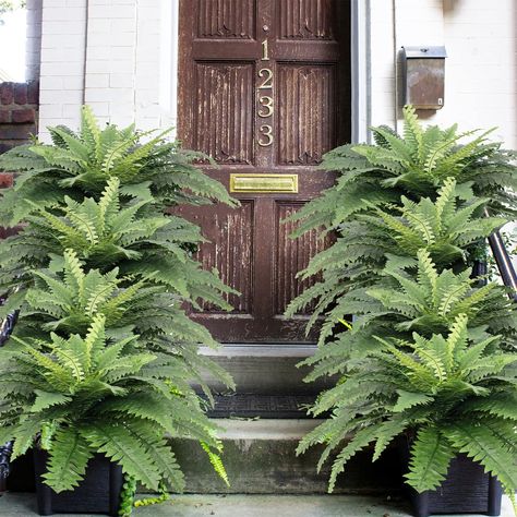 Artificial Ferns for Outdoors, Set of 2 Bouquets 33" Diam Large Fake Ferns Faux Boston Fern Bush Plant for Indoors Home Garden Porch Windowsill Entrance Wedding Farmhouse Decoraction Arrangement… Fake Ferns, Entrance Farmhouse, Entrance Wedding, Fern Bush, Wedding Farmhouse, Bush Plant, Boston Fern, Artificial Plants Outdoor, Garden Porch