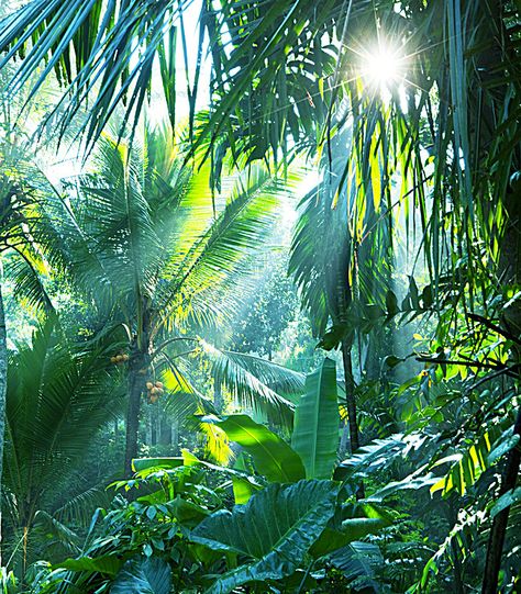 Rainforest background sun Jungle Images, Johanna Basford Enchanted Forest, Forest Tattoos, Forest Wall Mural, Banksy Graffiti, Forest Illustration, Forest Wallpaper, In The Jungle, Tropical Forest