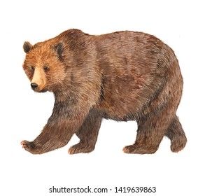 Watercolor Brown Bear Animal Illustration Isolated Stock Illustration 1419639863 | Shutterstock Brown Bear Illustration, Bear Watercolor, Bear Drawing, Bear Animal, Bear Illustration, Love Bear, Bear Stuffed Animal, Beatrix Potter, Black Bear