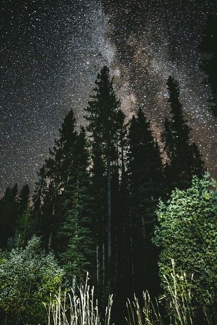 She Walks In Beauty, Forest Night, Trees Forest, Sky Full Of Stars, Forest Service, National Forest, Night Photography, Milky Way, Night Sky