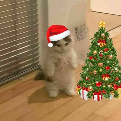 Navidad Aesthetic Icons, Navidad Random Icons, Christmas Reaction Pics, Christmas Cat Memes, Christmas Cat Pfp, Christmas Profile Pictures, Grumpy Cat Christmas, Humor Animal, Pfp Cat