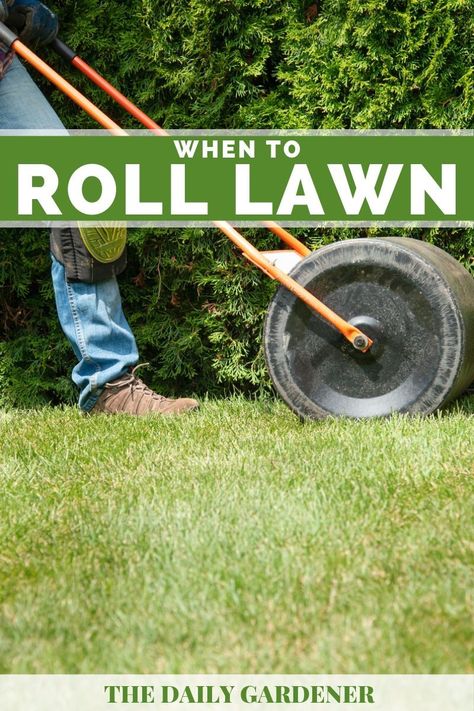 When to Roll Your Lawn? Yard Grading, Lawn Roller, Lawn Rollers, Lawn Edger, Growing Grass, Diy Lawn, Grass Roots, Healthy Lawn, Tiny Plants