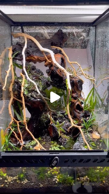 Tarantula Enclosure Ideas, Tarantula Enclosure, Jumping Spider Enclosure, Spider Enclosure, Enclosure Ideas, Jumping Spider