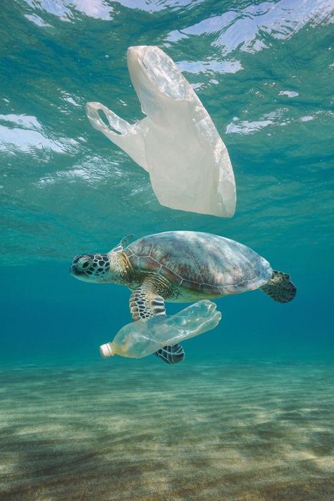 Pollution Pictures, Recycle Water Bottles, Ocean Turtle, Marine Pollution, Plastic Free July, Ocean Pollution, Water Pollution, Plastic Pollution, Marine Animals