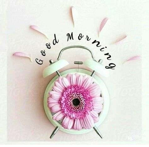 Nice Good Morning Images, Good Morning Pics, Good Morning Msg, Good Morning Tuesday, Good Morning Greeting Cards, Aloha Friday, Pressed Flower Crafts, Morning Pics, Good Morning Beautiful Pictures