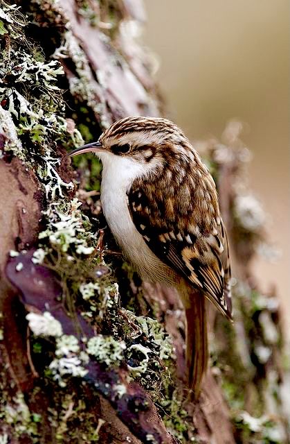 TREECREEPER Tree Creeper Bird, Treecreeper Bird, Brown Creeper, Regard Animal, Nuthatches, Bird Sitting, Kinds Of Birds, All Birds, Green House