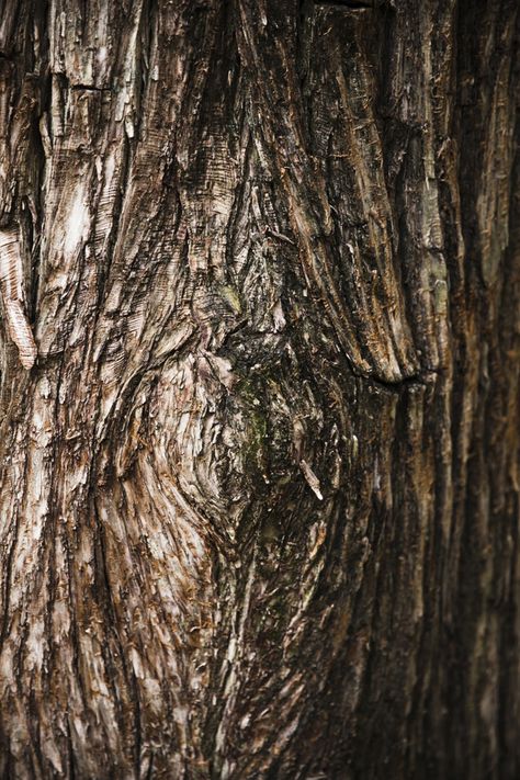 Tree trunk texture close up Free Photo | Free Photo #Freepik #freephoto #background Tree Trunks Art, Forest Close Up, Tree Close Up, Treehouse Illustration, Tree Trunk Texture, Log Texture, Tree Trunk Painting, Bark Idea, Tree Texture