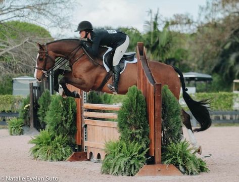 Horses Andalusian, Hunter Jumper Aesthetic, Horses Friesian, Horse Palomino, Hunter Jumper Horses, Hunter Horse, Show Jumping Horses, Equestrian Aesthetic, Photography Animals