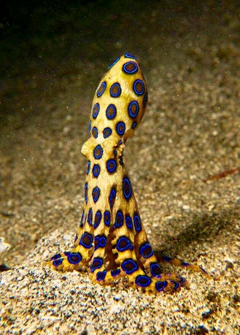 Blue-Ringed Octopus Ringed Octopus, Creature Marine, Fauna Marina, Octopus Art, Beautiful Sea Creatures, Underwater Creatures, Underwater Life, Blue Ring, Beautiful Fish