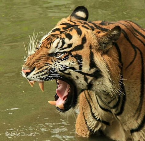 Tiger Teeth, Cat Species, Tiger Pictures, Cat Reference, Cat Spray, Animal Study, Tiger Art, Pretty Animals, Large Cats