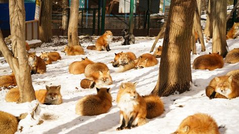 Two animal-related sites in Miyagi, a prefecture in Japan’s northerly Tōhoku region, have become popular with international tourists: Zaō Fox Village, where visitors can feed and hold foxes, and Tashirojima, an island where cats outnumber humans. Fox Village Japan, Animal Rescue Shirt, Places In Japan, Baby Goats, Miyagi, Baby Fox, Cute Fox, Woodland Creatures, Red Fox