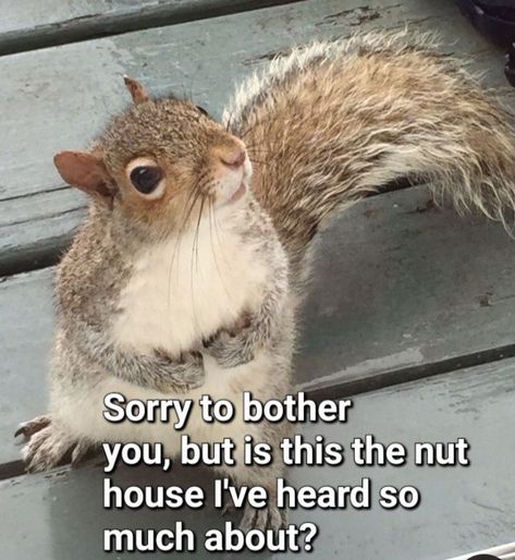 Squirrel Funny Hilarious, Squirrel Puns, Squirrel Nuts Humor, Crazy Squirrel, Funny Squirrel Pictures, Didn’t You Steal The Chipmunks, Squirrel Pictures, Nut House, Funny Animals With Captions