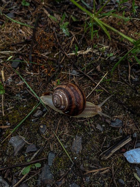 Photo snail processing lightroom Snail Top View, Snail Aesthetic, Snail Wallpaper, Aesthetic Paper, Garden Snail, Pet Snails, Goblincore Aesthetic, Snails In Garden, Different Races