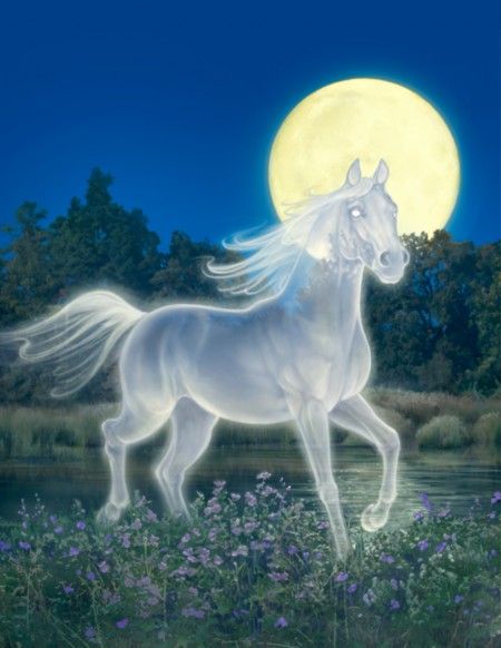 GREG CALL Ghost Horse, Star Stable Horses, Magical Horses, Horse Profile, Horse Games, Fantasy Horses, Horse Illustration, Star Stable, Ghost Photos