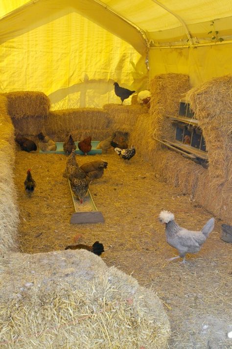 Straw Bale Chicken Coop, Chicken Coop Winter Ideas, Winter Chicken Coop Ideas, Temporary Chicken Coop, Chicken Sanctuary, Chicken Tent, Small Coop, How To Keep Chickens, Micro Farming