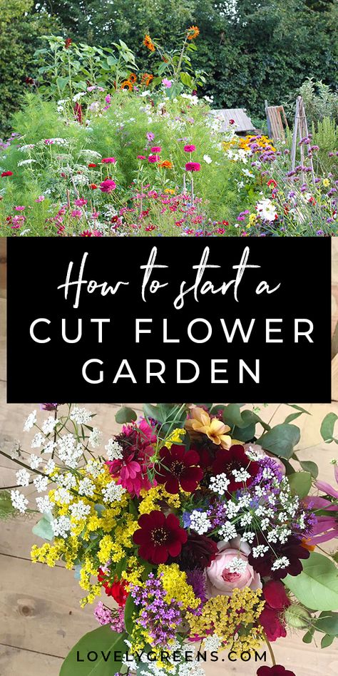 Funny Vine, Cut Flower Farm, Gardening Hacks, Garden Wallpaper, Meteor Garden 2018, Cut Flower Garden, Flower Gardening, Have Inspiration, Olive Garden