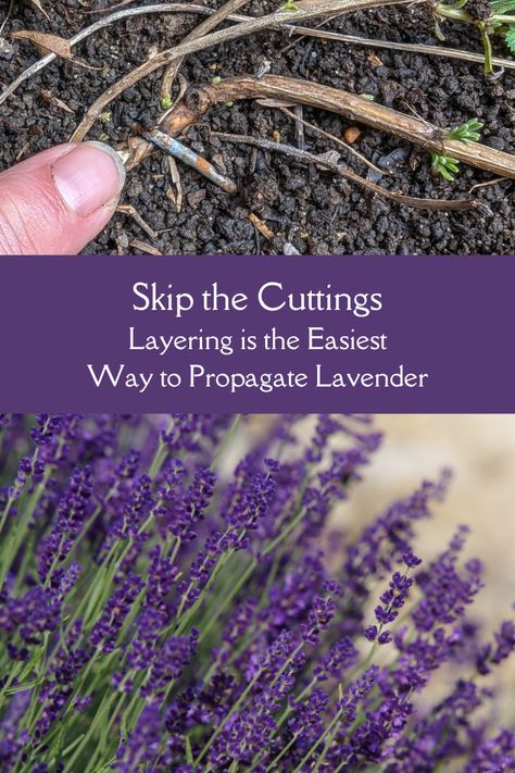 Pruning Lavender Plants, Lavender Garden Ideas, Phenomenal Lavender, Propagating Lavender, Lavender Cuttings, Lavender Pruning, Propagate Lavender, Lavender Growing, Lavender Plant Care