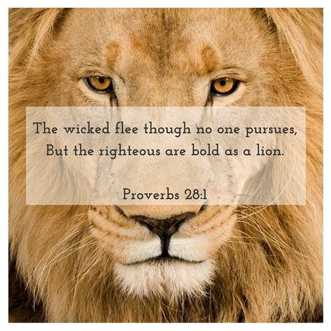 "The wicked flee though no one pursues, But the righteous are bold as a lion." - Proverbs 28:1 Proverbs 28:1, Lion Bible Verse Tattoo, Lion Scripture Tattoo, The Godly Are As Bold As Lions, The Truth Is Like A Lion, Lion Bible Verse, Roar Like A Lion Scripture, Bold As A Lion, The Righteous Are As Bold As A Lion