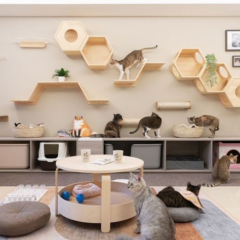 Cat Cafe Ideas, Cat Playroom, House Balcony Ideas, Pets Room, Cat Bedroom, Cat Shelf, Cat Hotel, Cat Wall Furniture, College House