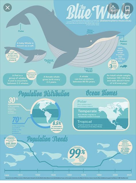 Blue Whale Pictures, Whale Images, 3d Data Visualization, Animal Infographic, Whale Pictures, Simple Infographic, Scientific Poster, Infographic Inspiration, Blue Whales