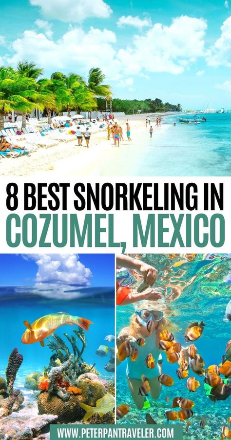 8 Best Snorkeling in Cozumel, Mexico Things To Do In Cozumel, Cozumel Mexico Things To Do In, Snorkeling California, Cozumel Mexico Beaches, Best Restaurants In Cozumel, Cozumel Mexico Cruise Excursions, Cozumel Snorkeling, Key Largo Snorkeling, Cozumel Cruise